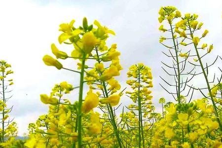田园芳香什么意思