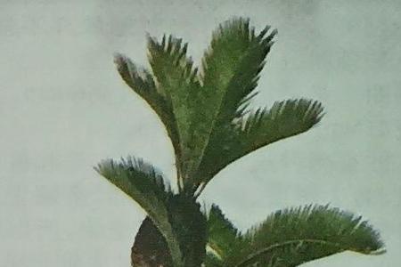 小铁树是先扎根还是先发芽