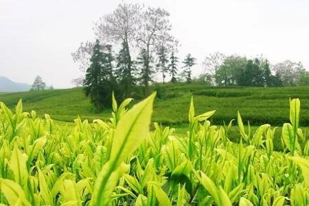竹林白茶怎么样