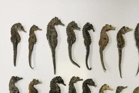 海马可以邮寄吗