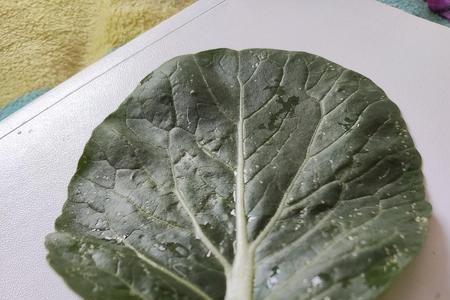 木耳菜长白点怎么回事