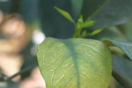 丙溴磷在柑橘花蕾期可以用吗