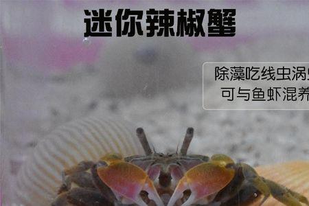 辣椒蟹用淡水还是海水