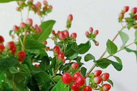 火龙珠叶片变红是什么原因