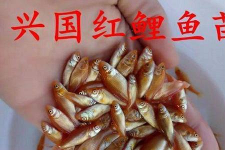 兴国红鲤鱼北方能养吗