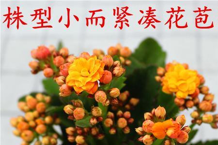 长寿花大鹏和依恋哪个好养