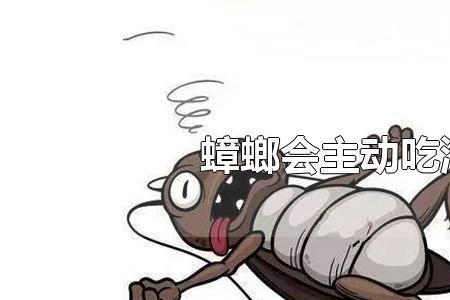 蟑螂怎么吃掉自己同伴的