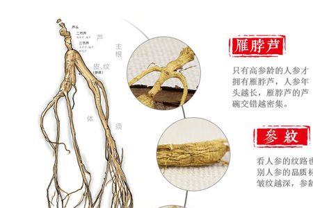 白参和林下参区别
