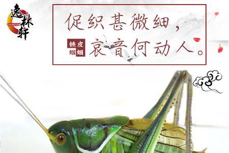 蝈蝈断断续续叫怎么回事