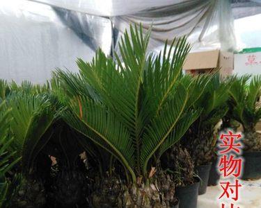 铁树疙瘩几月种植