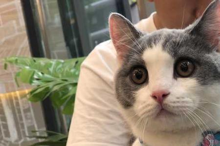 矮脚猫会爬高吗