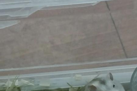 仓鼠的大脑是什么样子的