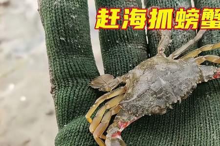 抓螃蟹视频赶海文案