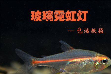 霓虹灯鱼好养吗