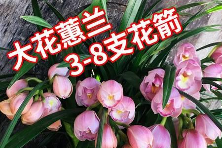 淡粉色蕙兰花苞开什么花