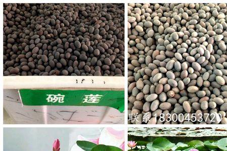当年的荷花种子能种吗