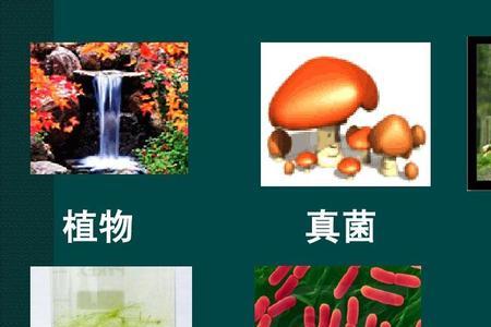 所有的植物都是真核生物吗