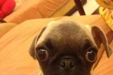 为什么巴哥狗晚上眼睛不发光