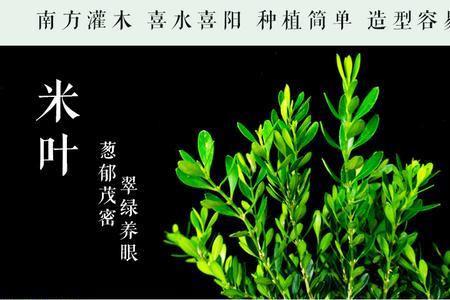 小叶皱皮雀舌黄杨怎么养