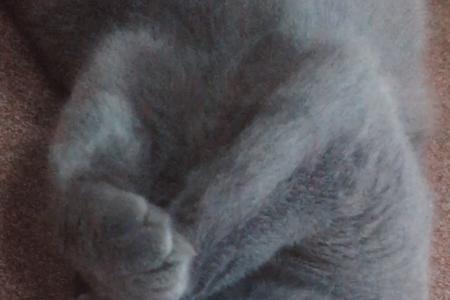 蓝猫怀孕后多久可以生产