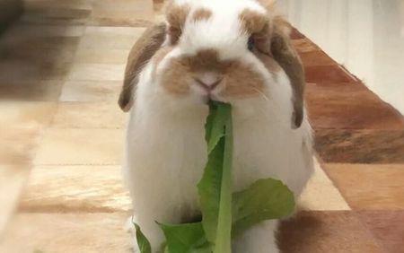 兔子最喜欢吃什么植物