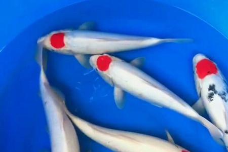 五色锦鲤什么时候变色