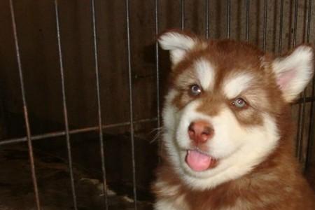 阿拉斯加幼犬脸尖好吗