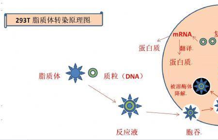 脂质体进入细胞最主要的机制是
