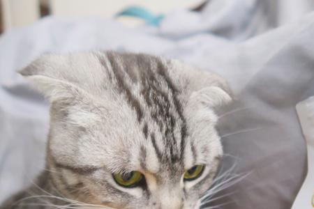 猫粮多久没吃要倒掉