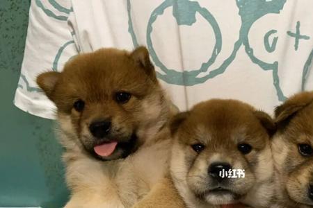 小柴犬几天可以独养