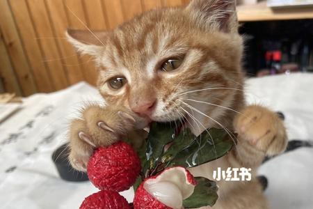 猫可以吃树柿子吗