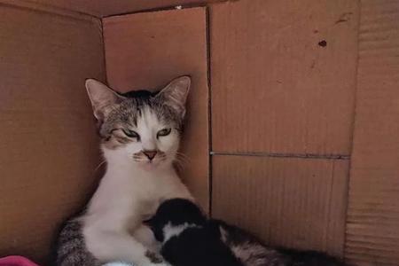 小猫的哺乳期有多久