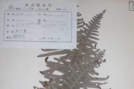 芒萁是四季常青吗
