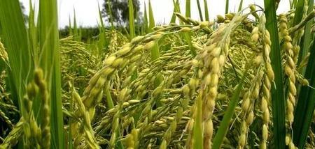 越光米种植条件