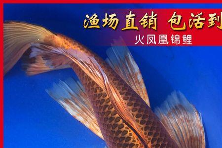 为什么不养龙凤锦鲤