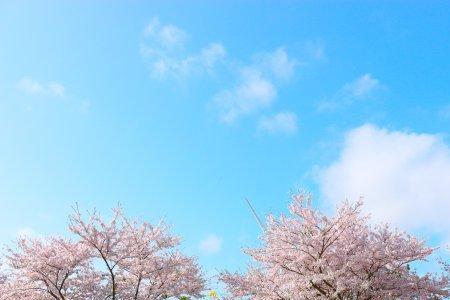 一树两花开什么意思