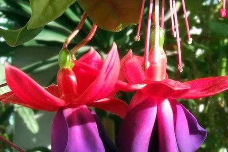 灯笼花一年能长多高