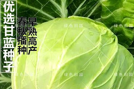 春秀和春眠哪种甘蓝好