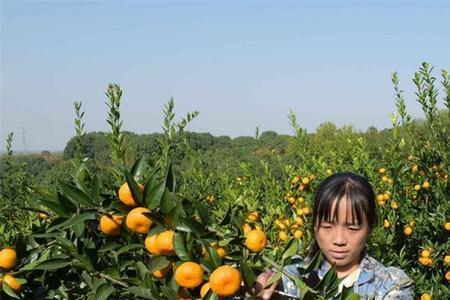 战国时期有橘子吗