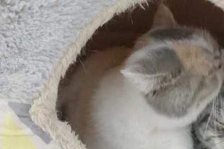 怎么告诉猫咪那是他的窝
