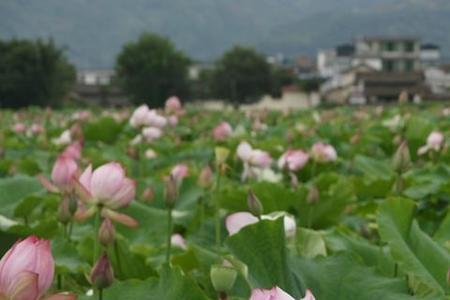 水库有河花怎么办