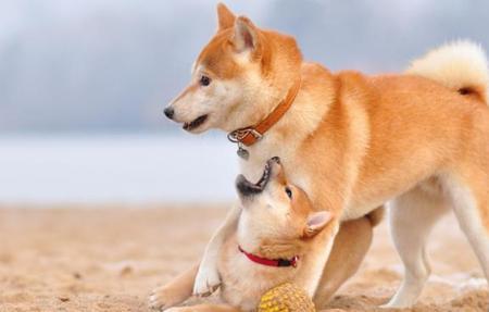 狗狗不护主怎么办
