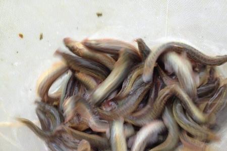 泥鳅野生的可以抓来自己养吗