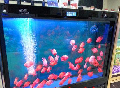 可丽爱水族箱底滤好还是上滤好