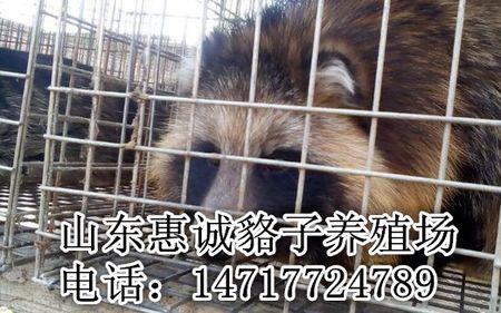 乌苏里貉属于几级