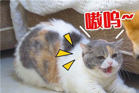 猫咪自己玩耍时叫是怎么回事