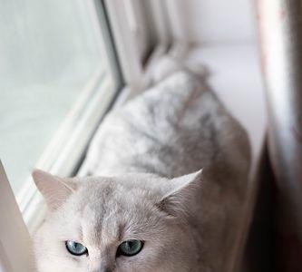 银渐层算不算大型猫