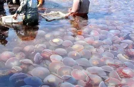 海母怎么加工成海蜇皮