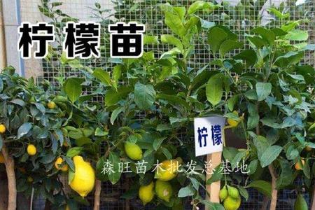 香水柠檬什么时候适合嫁接