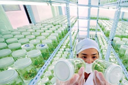 卖转基因种子犯法吗